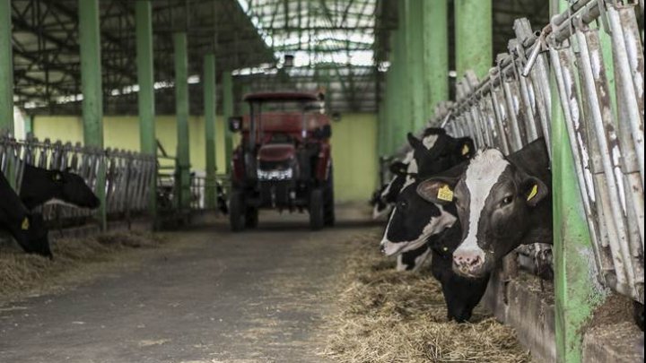 Dairy prices push the FAO Food Price Index up in May