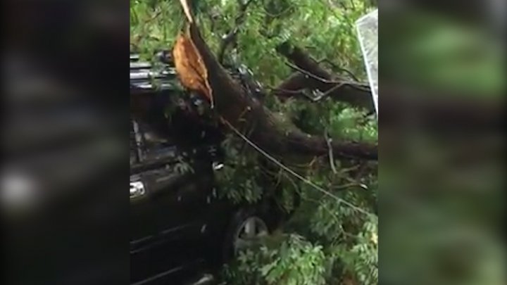 Bad luck for a driver in Capital. Tree fell over his car due to strong rain 