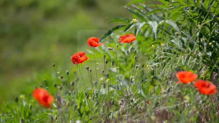 Weather forecast in Moldova for June 3, 2018