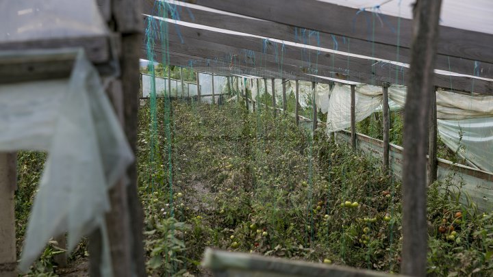 Heavy Rains in Moldova: Over 200 hectares of crops destroyed (Photo)