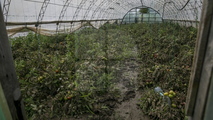 Heavy Rains in Moldova: Over 200 hectares of crops destroyed (Photo)