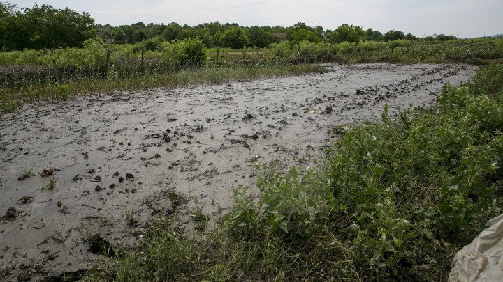 Heavy Rains in Moldova: Over 200 hectares of crops destroyed (Photo)