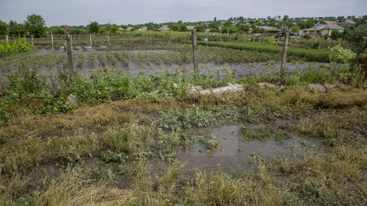 Heavy Rains in Moldova: Over 200 hectares of crops destroyed (Photo)
