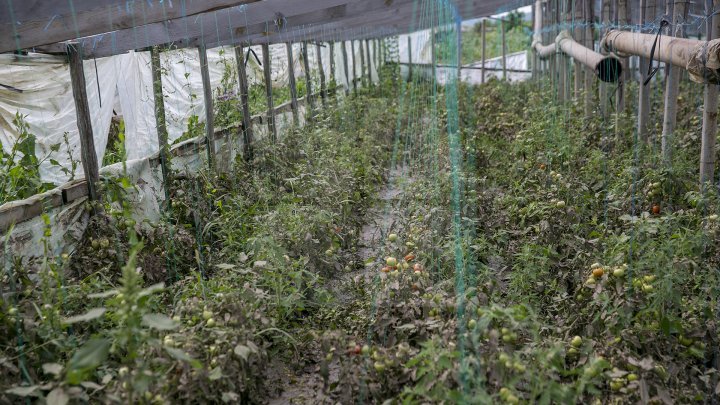 Heavy Rains in Moldova: Over 200 hectares of crops destroyed (Photo)