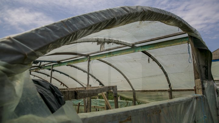 Heavy Rains in Moldova: Over 200 hectares of crops destroyed (Photo)