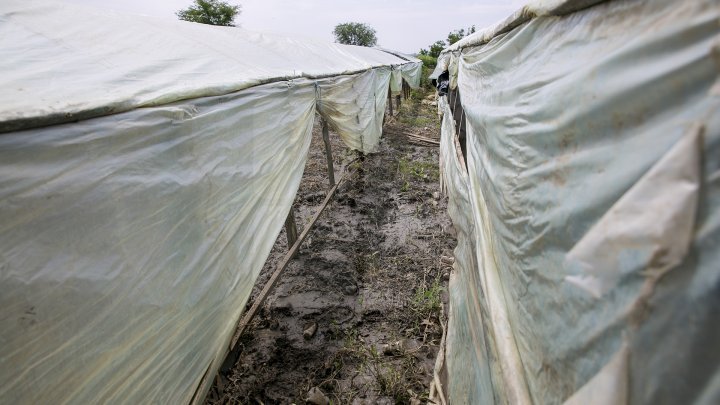 Heavy Rains in Moldova: Over 200 hectares of crops destroyed (Photo)
