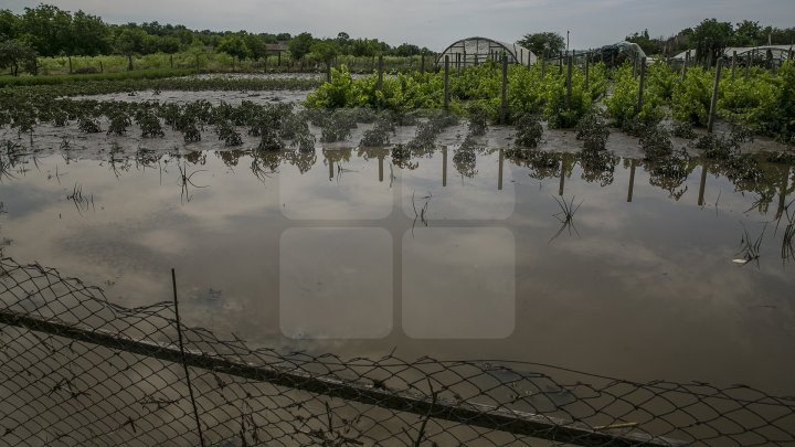 Heavy Rains in Moldova: Over 200 hectares of crops destroyed (Photo)