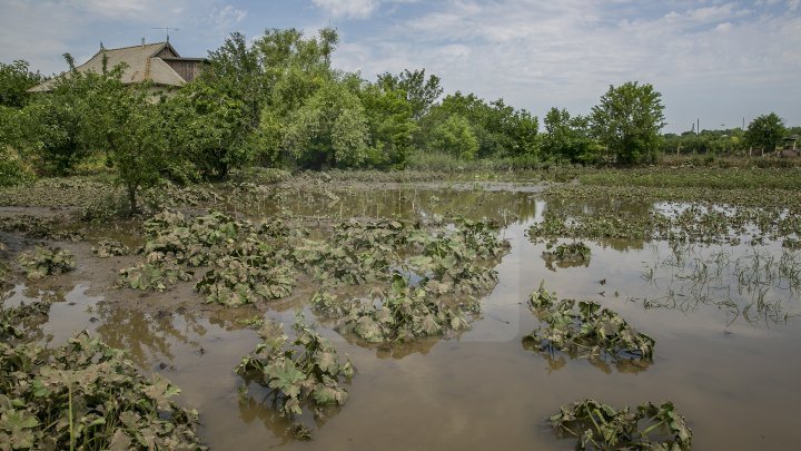 Heavy Rains in Moldova: Over 200 hectares of crops destroyed (Photo)