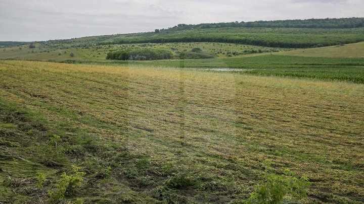 Heavy Rains in Moldova: Over 200 hectares of crops destroyed (Photo)