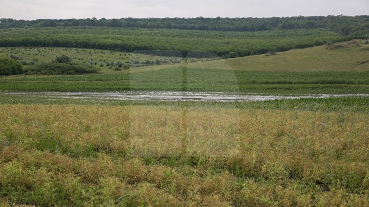 Heavy Rains in Moldova: Over 200 hectares of crops destroyed (Photo)