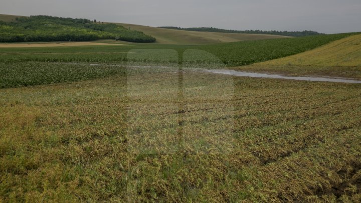 Heavy Rains in Moldova: Over 200 hectares of crops destroyed (Photo)