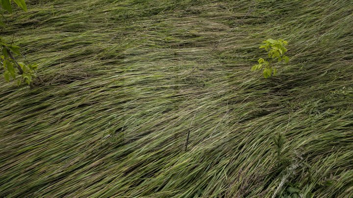 Heavy Rains in Moldova: Over 200 hectares of crops destroyed (Photo)