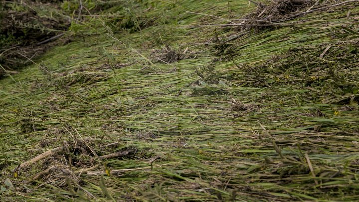 Heavy Rains in Moldova: Over 200 hectares of crops destroyed (Photo)