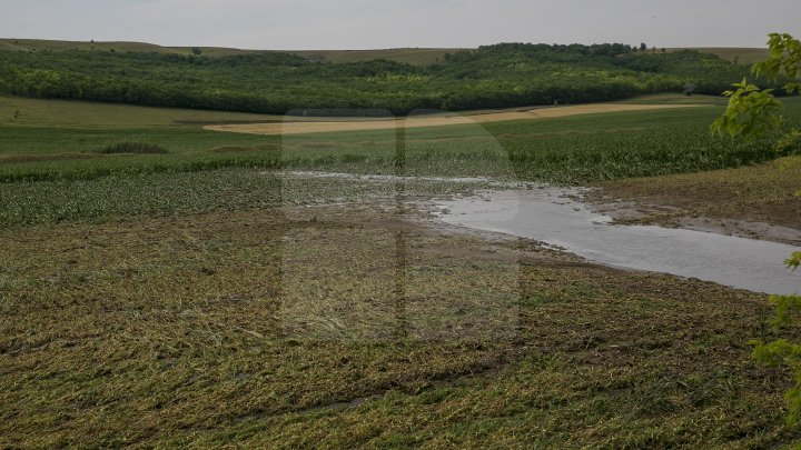Heavy Rains in Moldova: Over 200 hectares of crops destroyed (Photo)