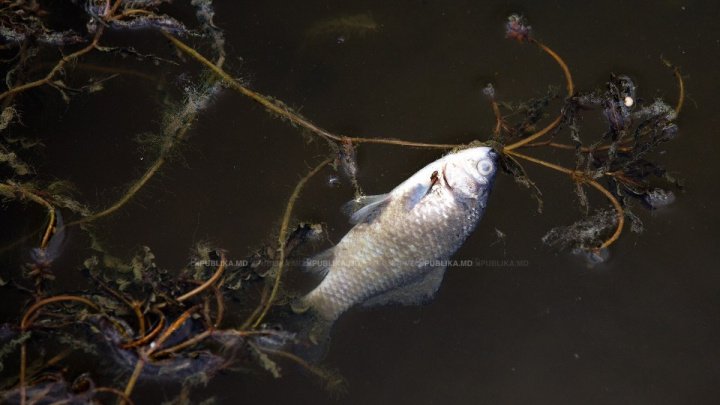 Dead fish can be seen floating in the lake from Valea Morilor park