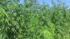 Hemp land revealed in Chisinau nearby. What does owner of land risk? 