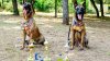 K9s of Border police conquered the audience within an international competition