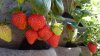 Affair with North American strawberries in Donduseni