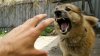 Three new cases of rabies confirmed in Moldova