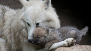 Zoo from Capital has five new animals: four baby wolves and one Hungarian bull