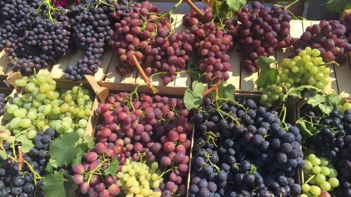 Moldovan wine festival will reach Poland for premiere 