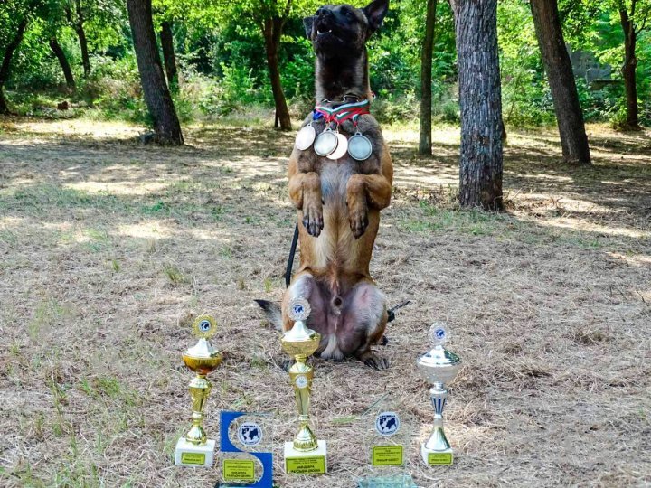 K9s of Border police conquered the audience within an international competition