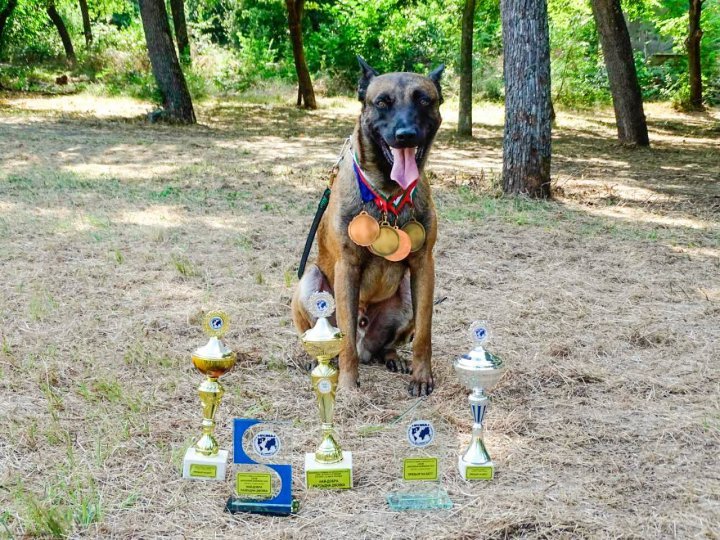 K9s of Border police conquered the audience within an international competition