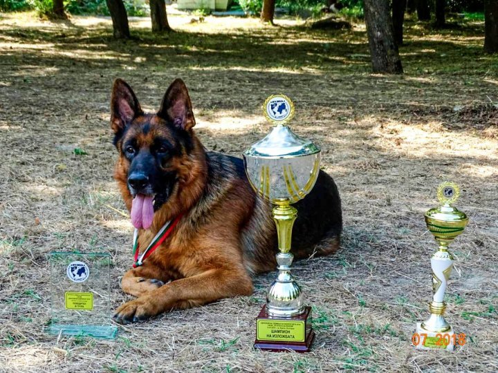 K9s of Border police conquered the audience within an international competition