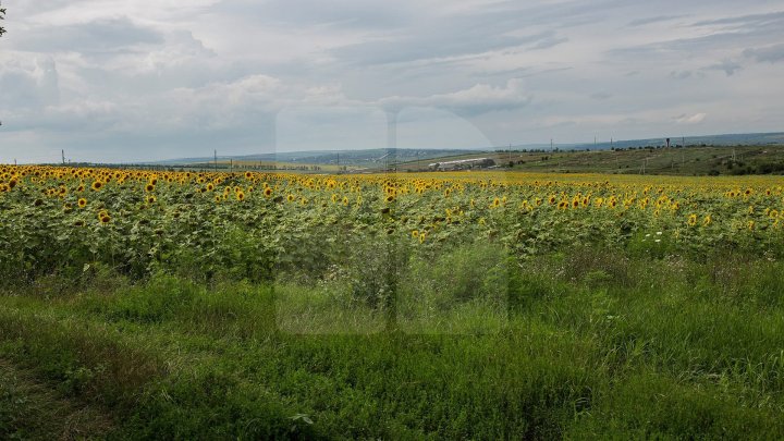 Weather Forecast in Moldova for July 25, 2018