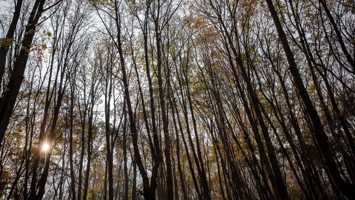 Branches of dried trees cleaned by end of month 