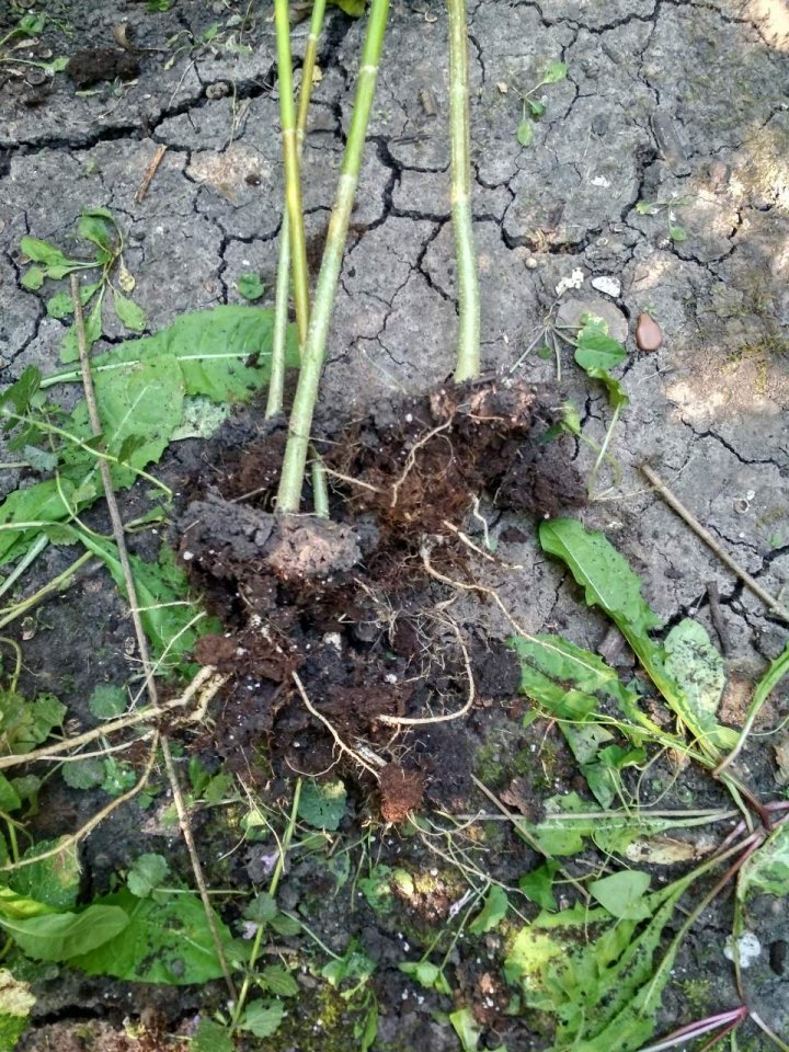 Most "careful" farmer of Edinet. Border police made him a surprise (PHOTO)