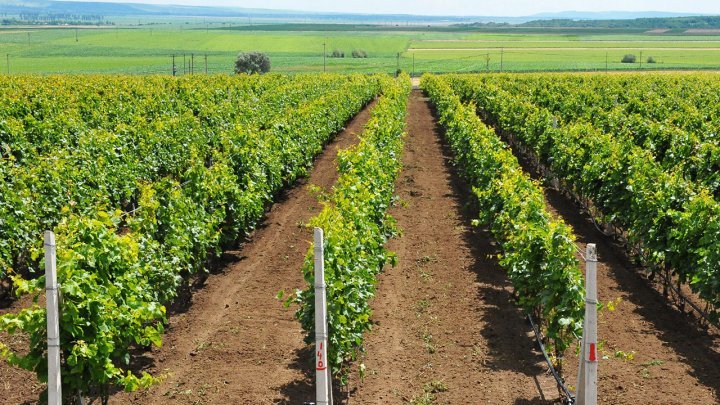  Moldova will be World Capital of Wine Tourism under the aegis of United Nations on September 6-7