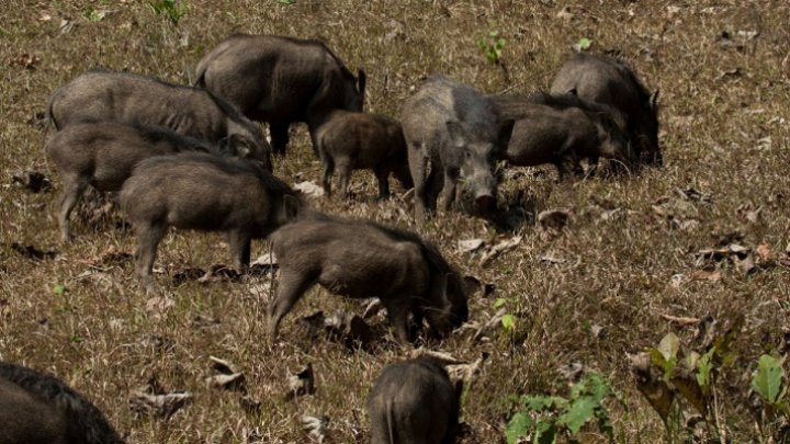 Cuhnesti village attacked by wild boars. Animals destroyed land of corn 