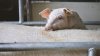 17 swine fever outbreaks revealed in Moldova 