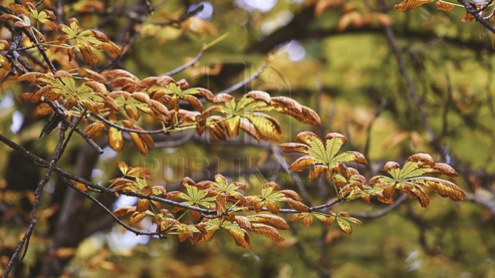 Chestnuts from Capital ARE IN DANGER! What happens to trees and what the specialists say