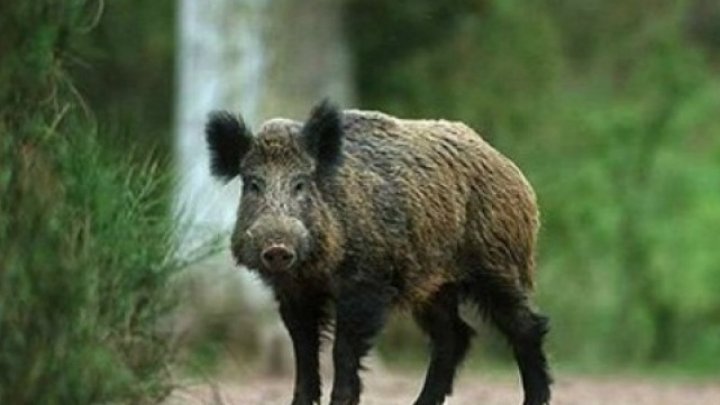 Wild boars are destroying their crops. Inhabitants of Cismichioi village, Vulcanesti, UPSET