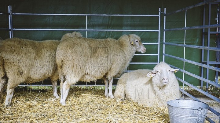 Story of man from Taraclia who has brought new sheep breed in Moldova 