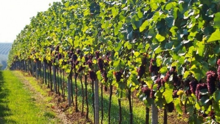 Moldovans will be able to buy grapes only if these ANSA certificate 