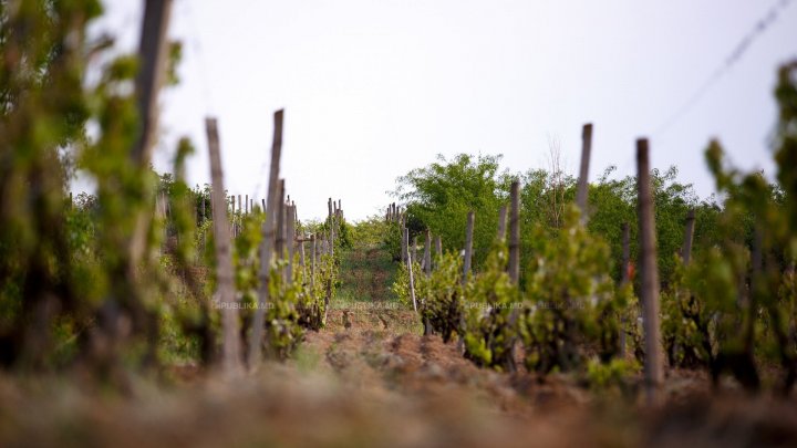 Grape-flavored race. Hundreds of athletes from several countries ran through vineyards of one of largest wineries in Moldova