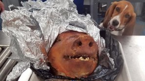 Roasted pig found in luggage of passenger at Atlanta Airport 