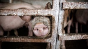 New African swine fever case detected in Ungheni