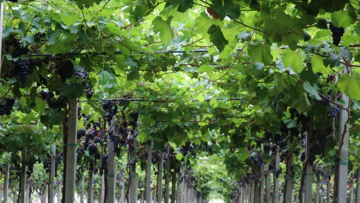 Wine makers use new technologies. Ion Vieru from Miclesti village uses Pergola system. The harvest if four times higher