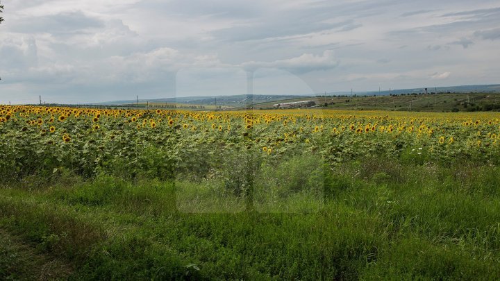 Minister of Agriculture: Moldova offers enough mechanisms for foreign investments in agriculture without needs to sell lands