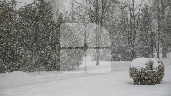 YELLOW CODE OF POWERFUL SNOW across country