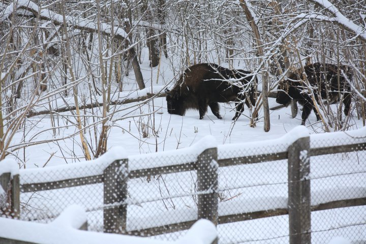 Princely Forest reserve to welcome more muskoxen and deer from Republic of Belarus (photoreport)