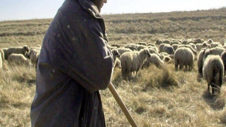 Crime like in Miorita ballad. A shepherd from Salcuta Noua, KILLED by another three shepherds