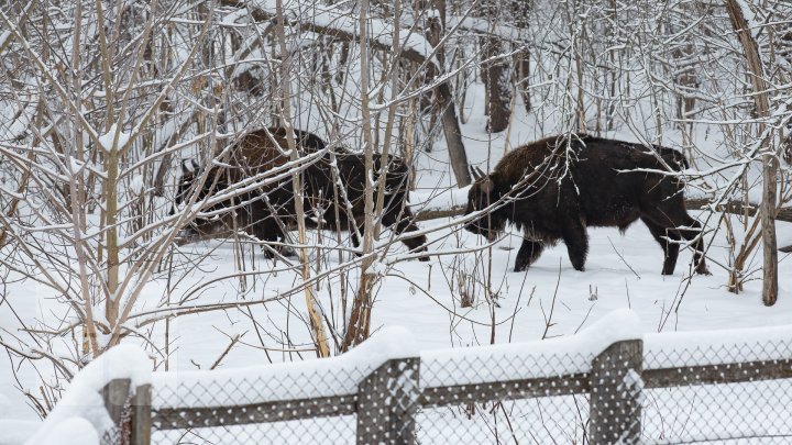 Princely Forest reserve to welcome more muskoxen and deer from Republic of Belarus (photoreport)