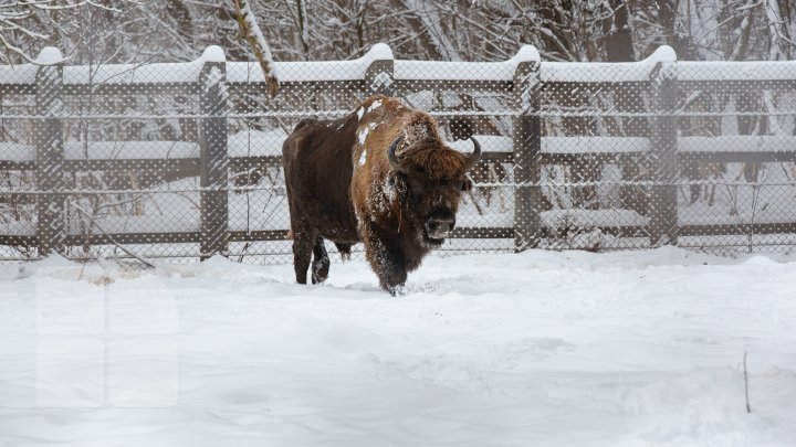 Princely Forest reserve to welcome more muskoxen and deer from Republic of Belarus (photoreport)