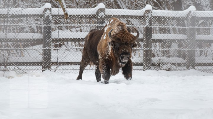 Princely Forest reserve to welcome more muskoxen and deer from Republic of Belarus (photoreport)