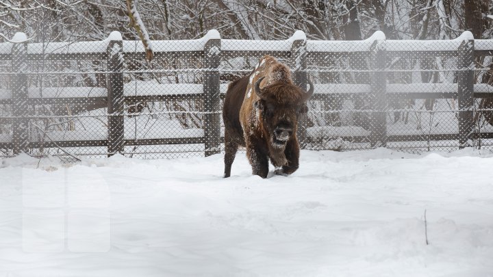 Princely Forest reserve to welcome more muskoxen and deer from Republic of Belarus (photoreport)